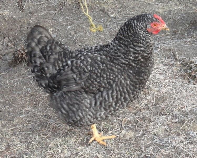Guide to chicken road gokspel